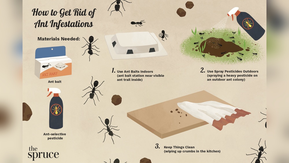 How to Get Rid of Ants in the Kitchen?