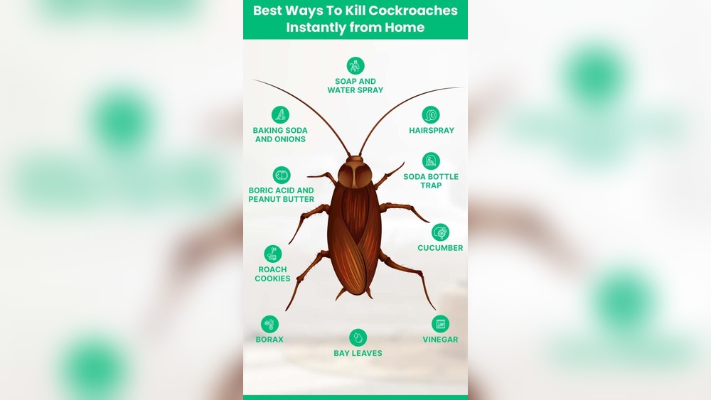 How to Get Rid of Cockroaches in Kitchen Permanently?