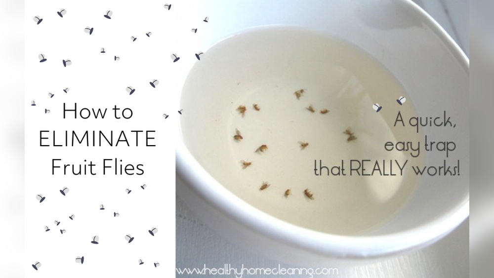 How to Get Rid of Fruit Flies in Kitchen?