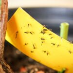 How to Get Rid of Gnats Kitchen?