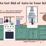 How to Get Rid of Small Ants in Kitchen?